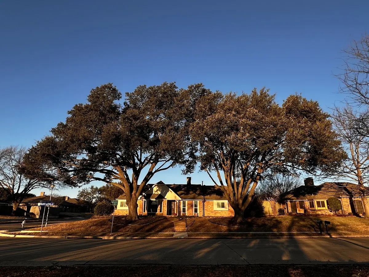 Established residential canopy tree shading a home in Fort Washington
